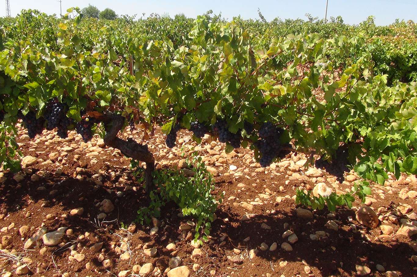 Üzümün pekmez ve pestil olma yolculuğu başladı